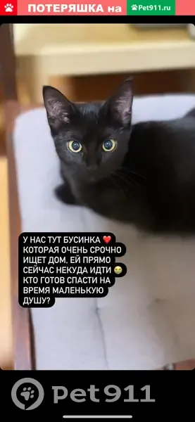 Найдена кошка в Адмиралтейском округе СПб | Pet911.ru