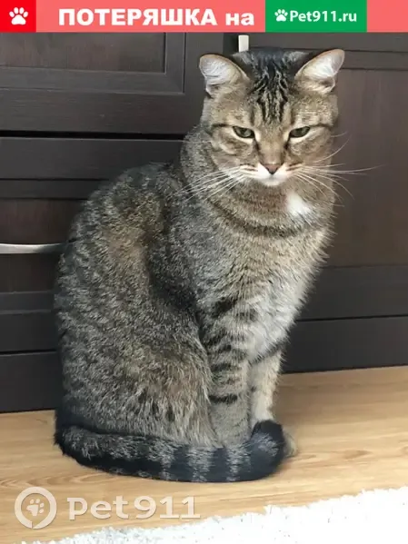 Пропала кошка Рысик, ул. Адриена Лежена, Новосибирск - photo