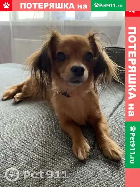 Пропала собака возле магазина на Пятилетке - photo