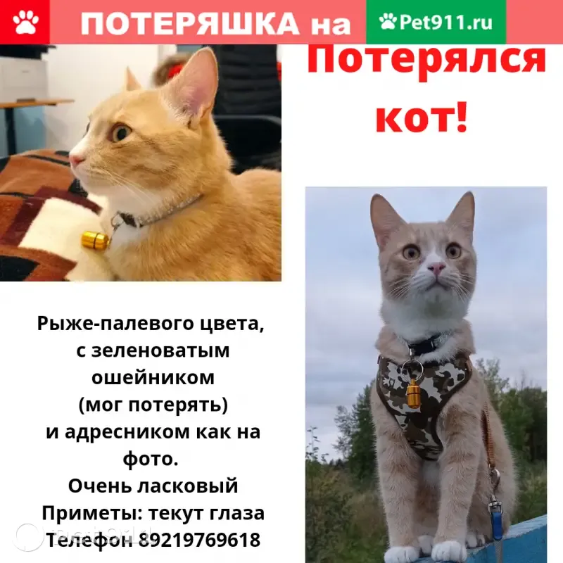 Пропал котик в Ленинградской области: звоните 89219769618! - photo