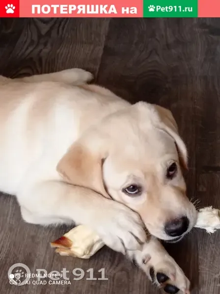 Пропала собака на ул. Барышиха, Москва (бежевый лабрадор, 5 мес.) - photo