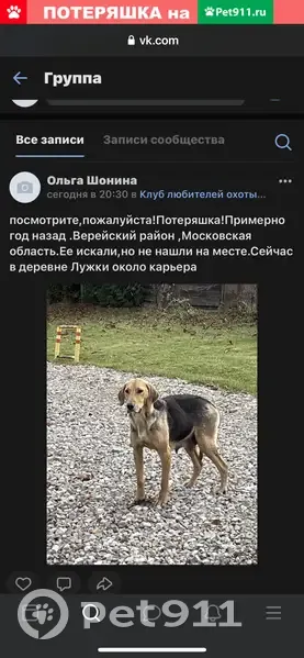 Собака найдена в Верее, МО | Pet911.ru