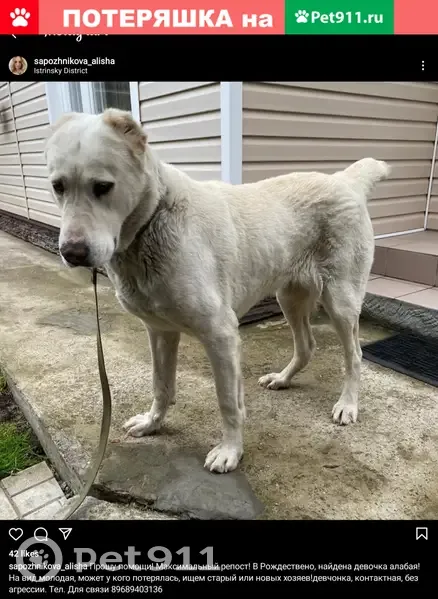 Найдена алабайка в Рождествено, Истра, Московская область | Pet911.ru