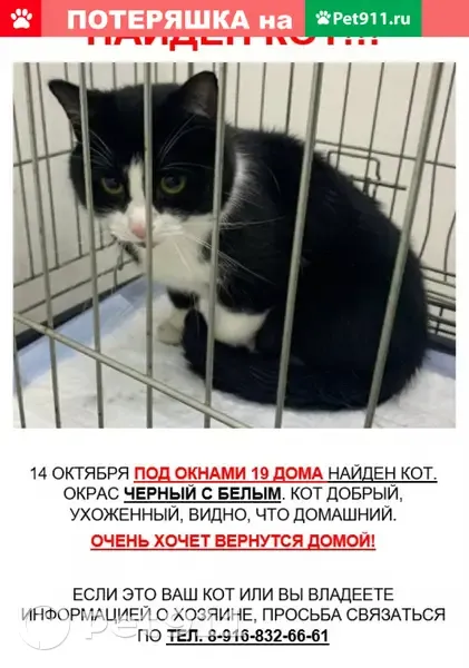 Найден кот в ЖК Бутово Парк (Новодрожжино) | Pet911.ru