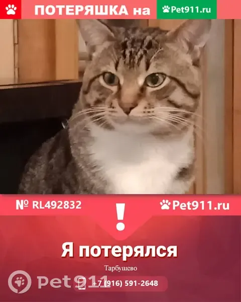 Пропал кот Зевс в Тарбушево | Pet911.ru