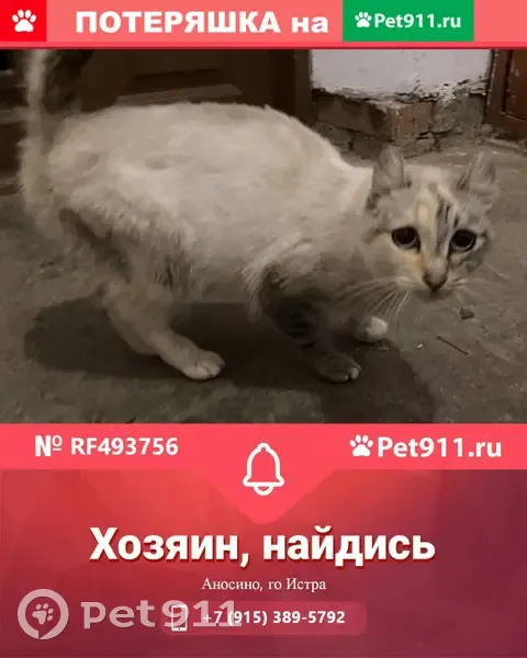 Найдена кошка в Аносино, Истринский район, МО | Pet911.ru