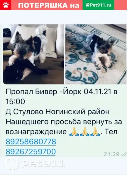 Пропала собака в Ногинске: Бивер Йорк кабель | Pet911.ru