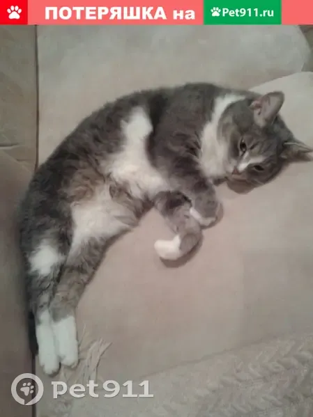 Пропала кошка Снупи в деревне Новая Теча, Челябинская область | Pet911.ru