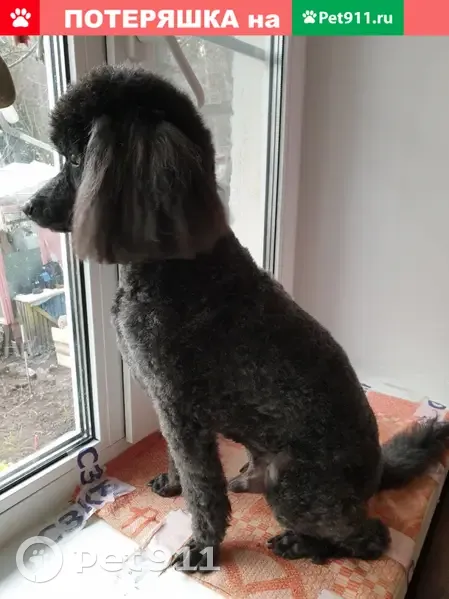 Пропал пудель Марли в Вырице, Ленобласть - photo