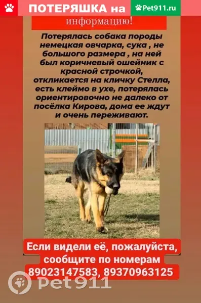 Пропала немецкая овчарка Стелла на проспекте Ленина, Волгоград | Pet911.ru