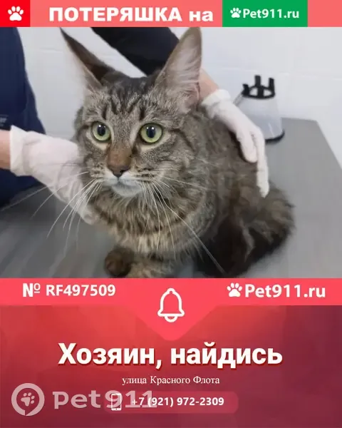 Найдена кошка с травмой на ул. Красного Флота, 23 | Pet911.ru