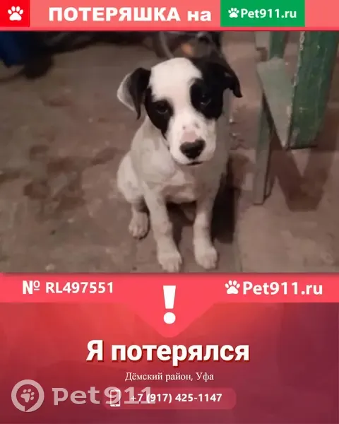 Пропала собака в Дёмском районе, Уфа | Pet911.ru