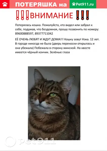 Пропала кошка на улице Пирогова, Чебоксары | Pet911.ru