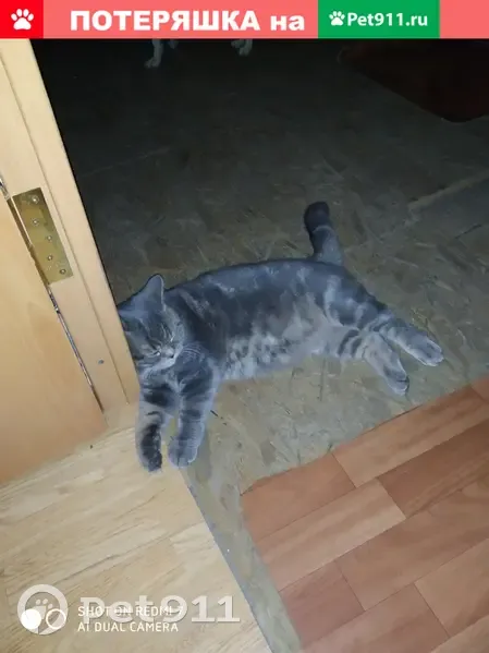 Пропал кот Малыш на Пушкинской, 72 - photo