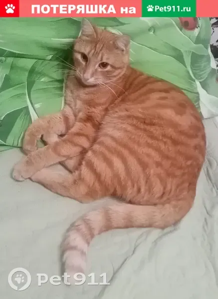 Пропал кот Коша на улице Орджоникидзе, 29/61, Санкт-Петербург. - photo