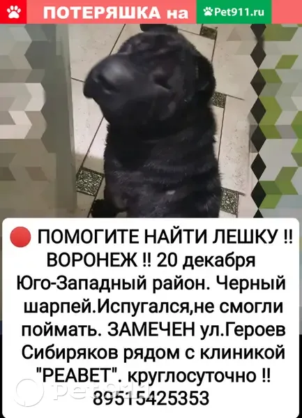 Пропала собака Леша, ул. Юлюса Янониса 11, Воронеж | Pet911.ru