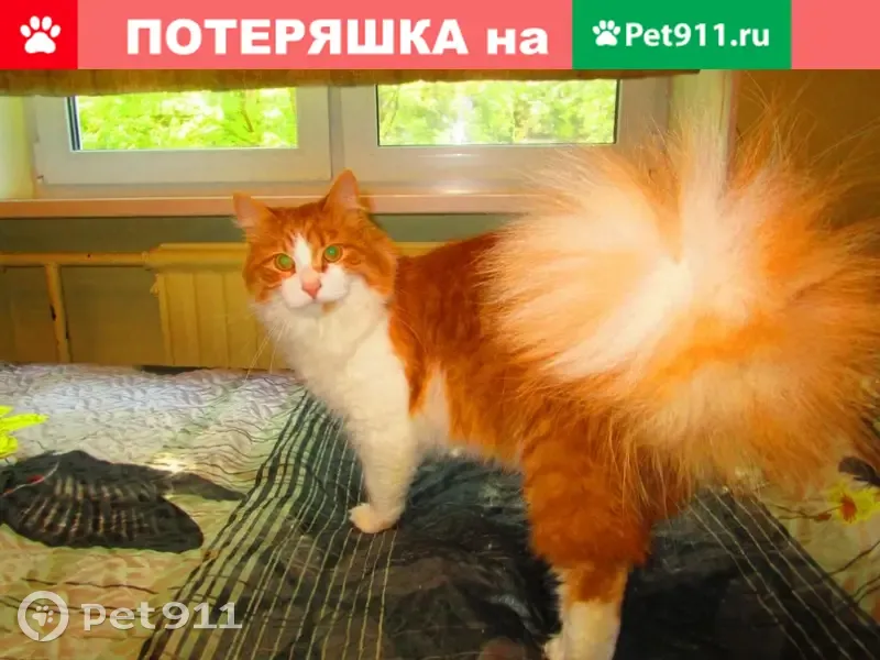 Пропала кошка Вася на ул. Добровольцев 24, СПб - photo