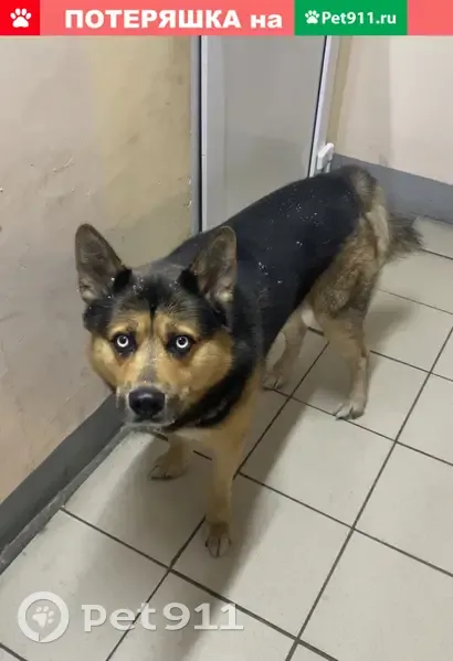 Собака на Кржижановского, 3 к2, СПб | Pet911.ru