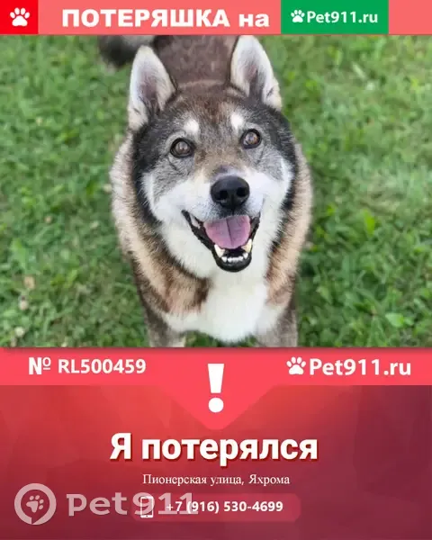 Пропала собака Карат на Пионерской улице, Яхрома | Pet911.ru