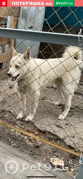 Пропала собака Айс на 4-й Силикатной улице, Саратов | Pet911.ru