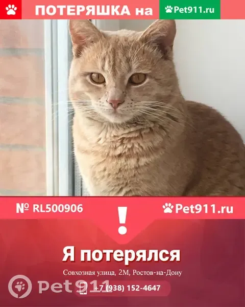 Пропала кошка Кокос на ул. Совхозная, 2М, Ростов-на-Дону | Pet911.ru