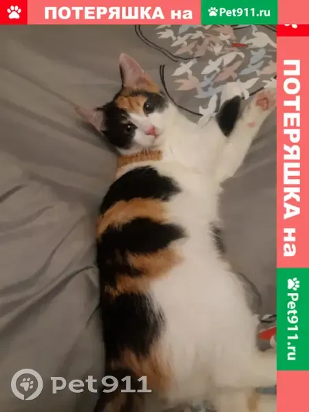 Пропала кошка 