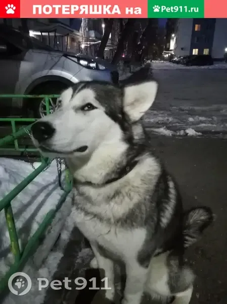 Найдена хаски в пос. Южный Урал, ул. 70 лет ВЛКСМ, Оренбург | Pet911.ru