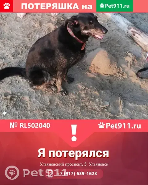 Пропала собака Дуся на Ульяновском проспекте, 5 | Pet911.ru