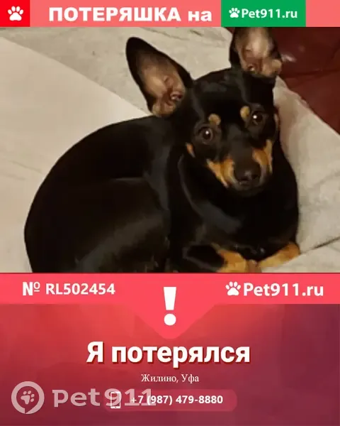 Пропала собака Луна в Жилино, Уфа | Pet911.ru