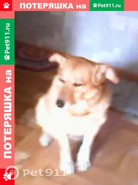 Пропала собака Реки, ул. Фруктовая 13, Красноярск - photo