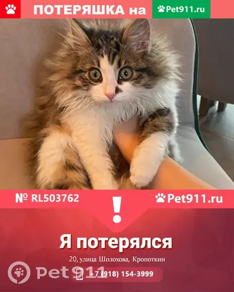 Пропала кошка на ул. Шолохова, 20 в Кропоткине | Pet911.ru