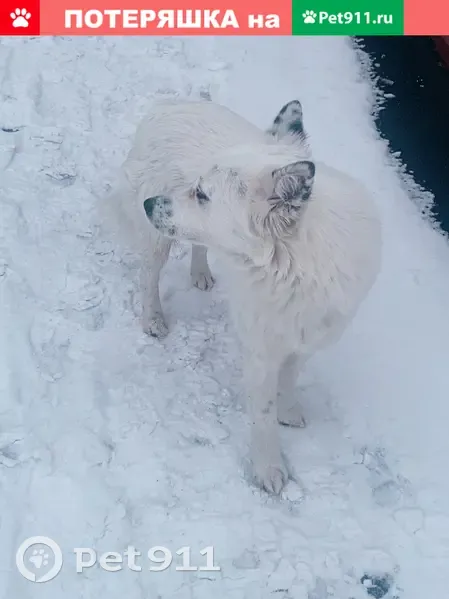 Белый пёс на ул. Конева, Белгород | Pet911.ru