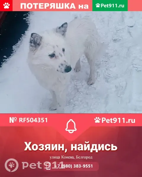 Белый пёс на ул. Конева, Белгород | Pet911.ru