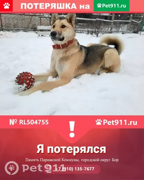 Пропала собака Грейси в Памяти Парижской Коммуны, Нижегородская область |  Pet911.ru