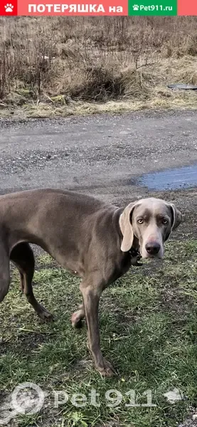 Собака на Лесной в пос. Шоссейное, Калининградское шоссе. | Pet911.ru