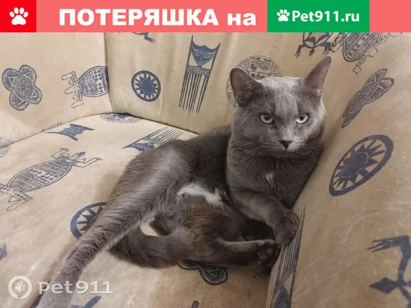 Пропал кот Смоки, Офицерская 17, Тольятти | Pet911.ru