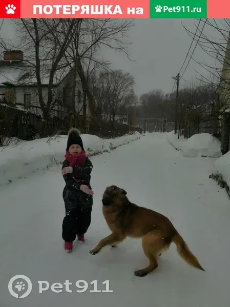 Пропала собака в Поливановке, Саратов. | Pet911.ru