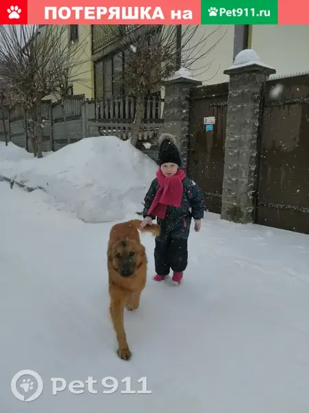 Пропала собака в Поливановке, Саратов. | Pet911.ru