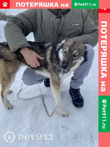 Найдена собака ищет дом: метис лайки, стерилизована, умная и послушная |  Pet911.ru