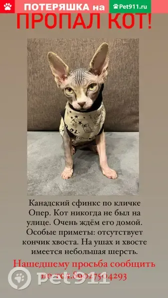 Пропала кошка канадского сфинкса на ул. Седова, Тула | Pet911.ru