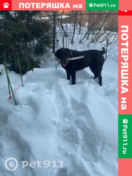 Пропала собака, Тольятти | Pet911.ru