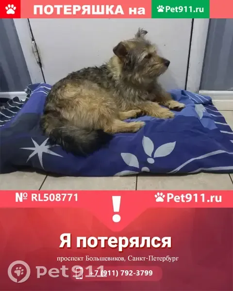 Пропала собака на проспекте Большевиков, СПб. - photo