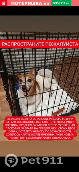 Найдена потеряшка - собака на остановке рядом с ТЦ Огни | Pet911.ru