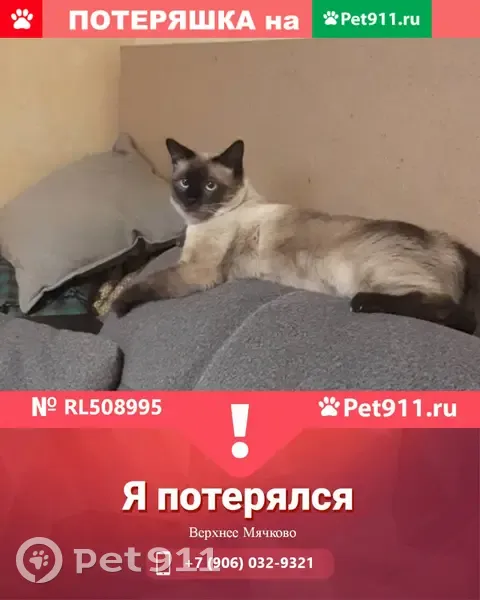 34 pet. Pet911 потерянные кошки Воронеж.