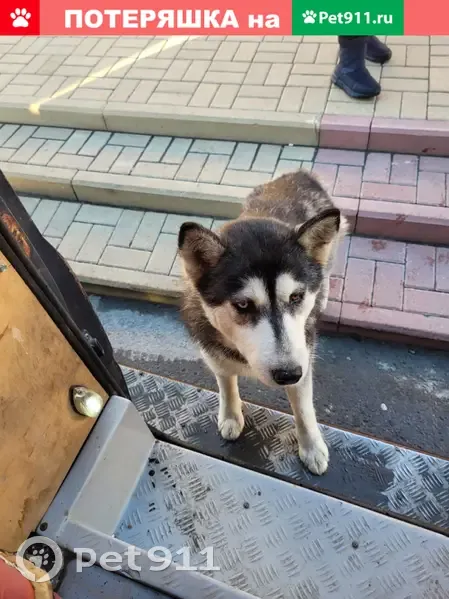 Найден Хаски на ул. Косарева, Саранск | Pet911.ru