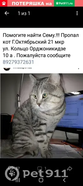 Пропал кот Сёма на ул. Орджоникидзе 21, Октябрьский, Башкортостан |  Pet911.ru