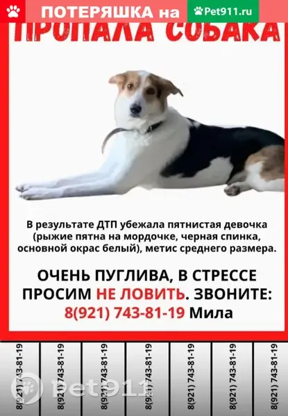 Найдена собака в СПб, у метро Купчино, ищем хозяев | Pet911.ru