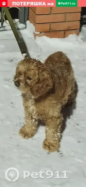 Пропала собака Чапа на ул. Лесная 34-2, Усть-Кинельский | Pet911.ru