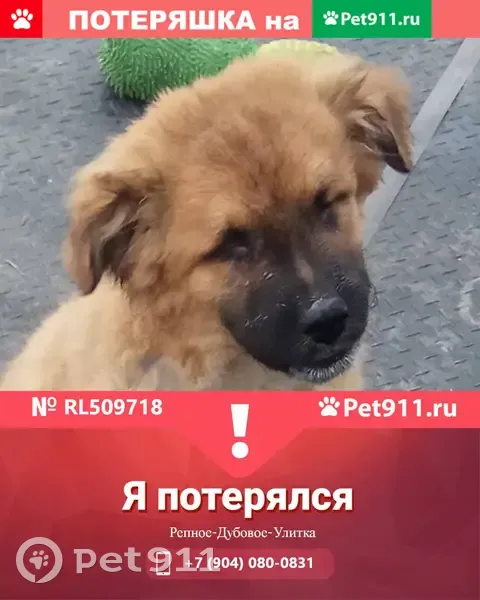 Пропал пёс Зефир в районе Репное-Дубовое, ищем! | Pet911.ru