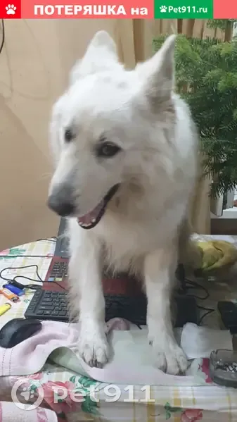 Пропала собака Джеф, район северных мостов, тел. 89891234444 - photo